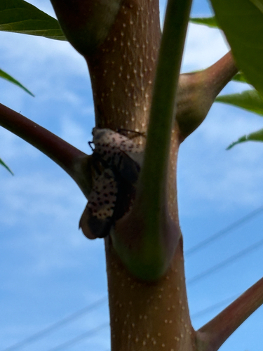 Spotted Lanternfly