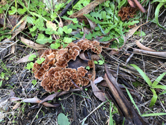 Podoscypha petalodes