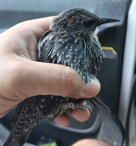 European Starling