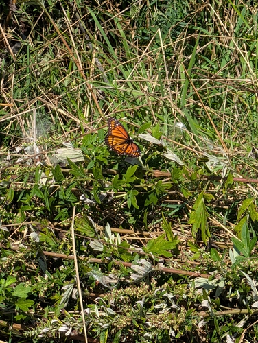 Viceroy