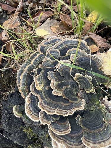 turkey-tail