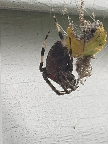Spotted Orbweaver