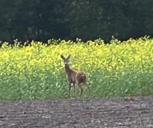 Western Roe Deer