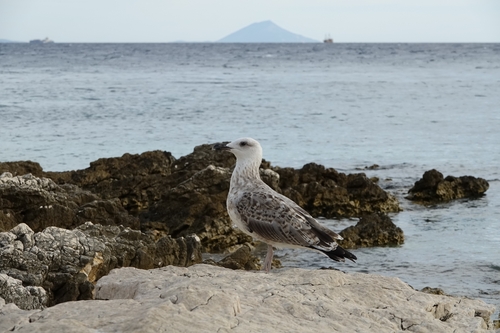 Yellow-legged Gull