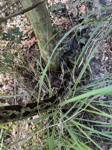 Central Ratsnake