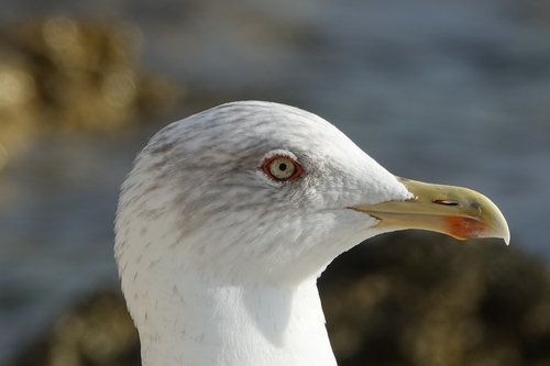 Yellow-legged Gull