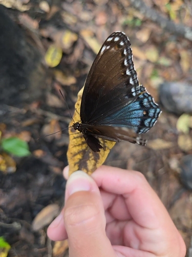 Red-spotted Purple