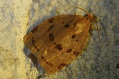 Archips rileyana
