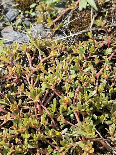 Common Purslane