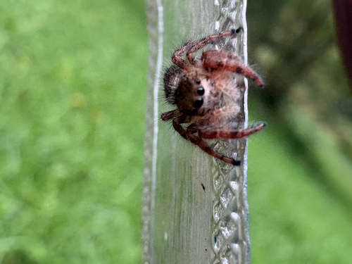 Grayish Jumping Spider