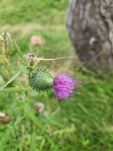 Bull Thistle