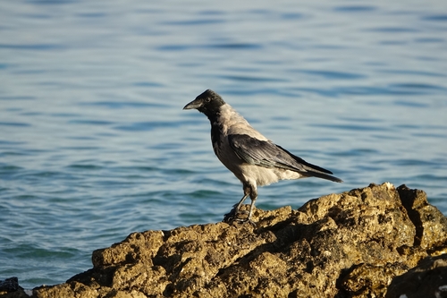 Hooded Crow
