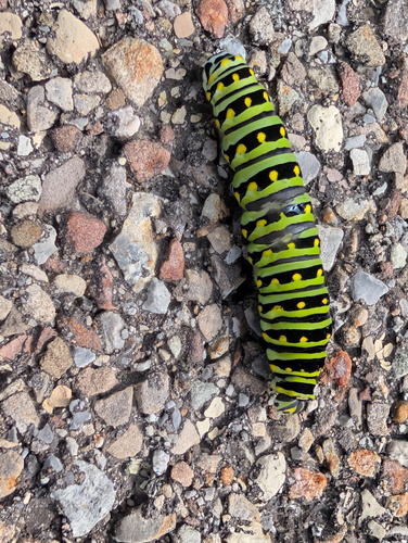Black Swallowtail