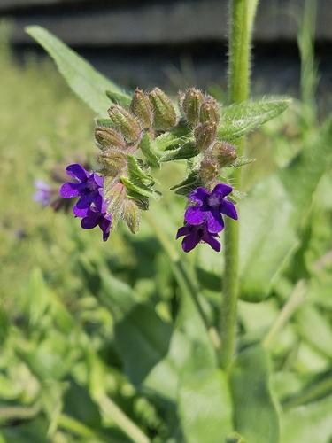 common alkanet