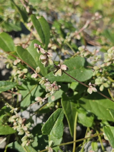 Black-bindweed