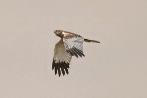 Western Marsh Harrier