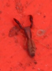 Cheliferoides longimanus