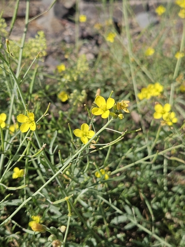 Perennial Wall-rocket