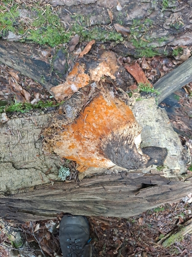 orange polypore mould
