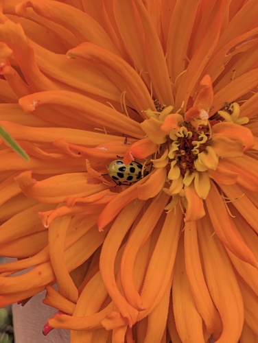 Spotted Cucumber Beetle