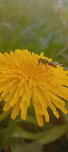 Marmalade Hover Fly
