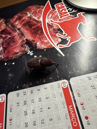 Red Palm Weevil
