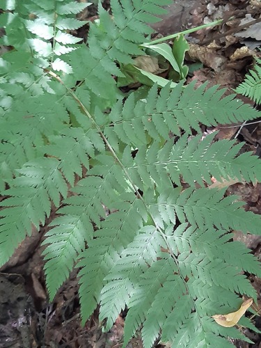 Dryopteris goeringiana observed 2026-08-12