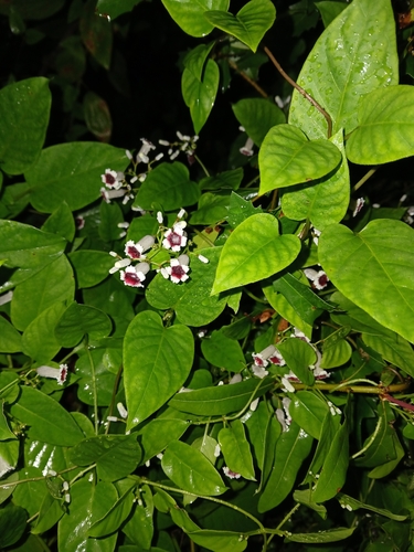 Paederia foetida, photograph 5