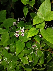 Paederia foetida, photograph (c) xanderferret, some rights reserved (CC BY)