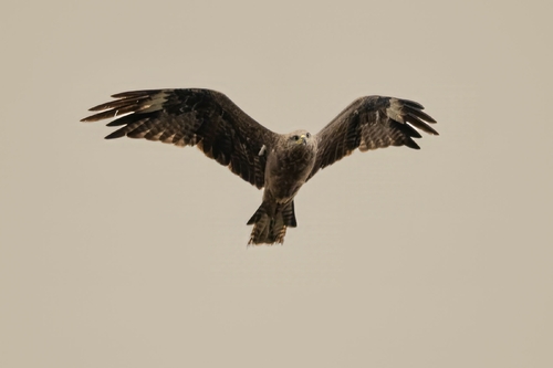 Black Kite