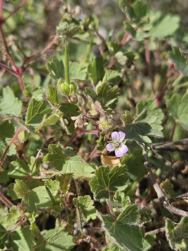 Roundleaf geranium