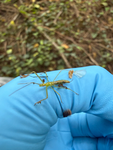 Pale Green Assassin Bug