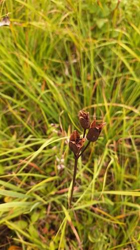 Iris sibirica, photograph 2