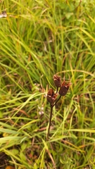 Iris sibirica, photograph (c) Tim Aßmus, some rights reserved (CC BY)