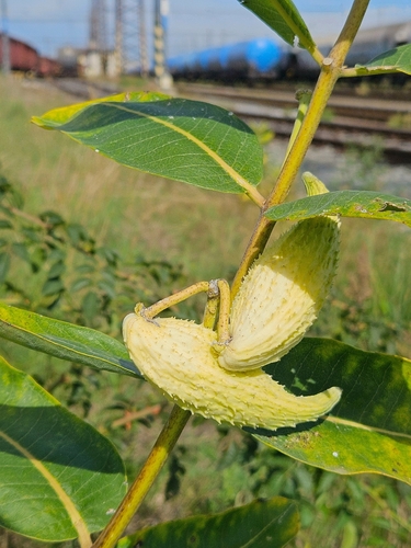 common milkweed