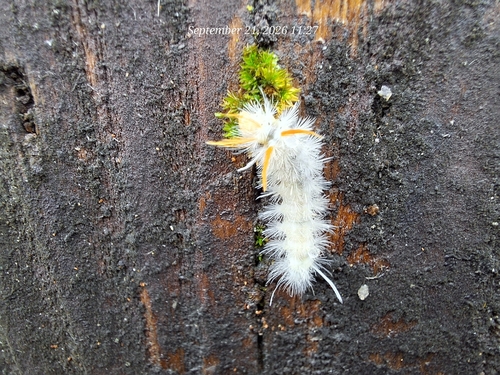 Sycamore Tussock Moth