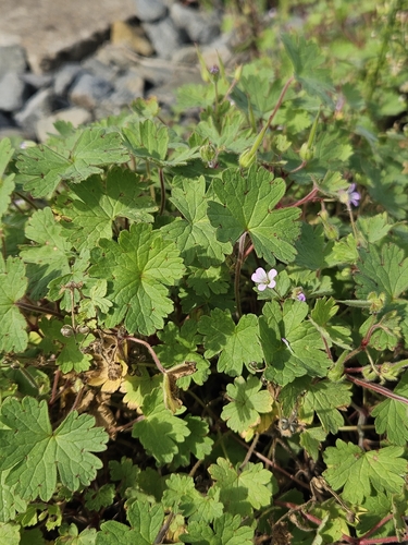 Roundleaf geranium