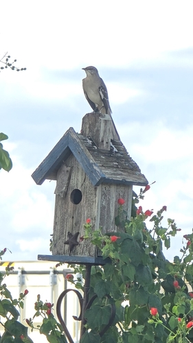 Northern Mockingbird