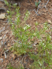Apiastrum angustifolium
