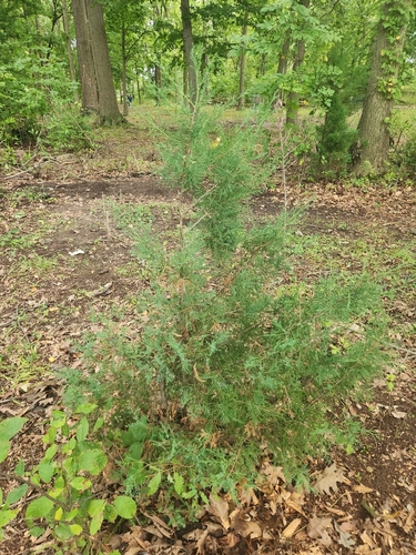 eastern redcedar