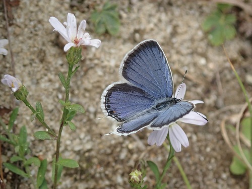 Eastern Tailed-Blue