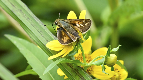 Huron Skipper