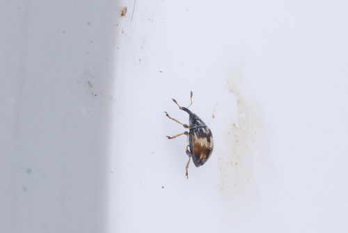 Flower Bud Weevil, Mook, Nederland, photo 7 of 10