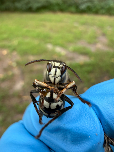 Bald-faced Hornet