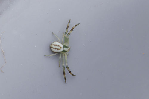 Goldenrod Crab Spider