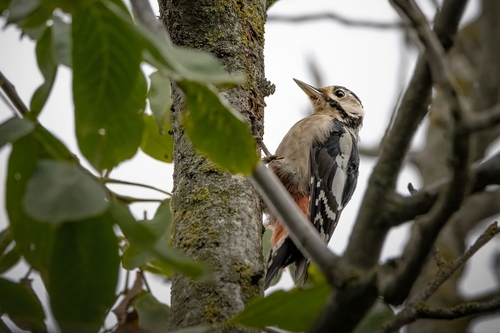 Great Spotted Woodpecker