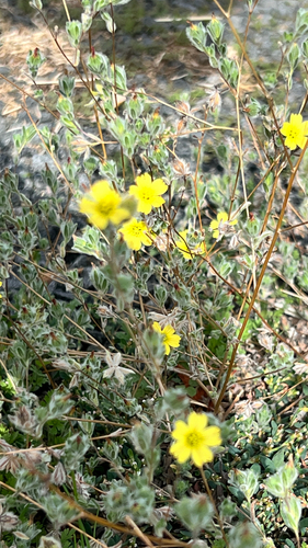 Lagophylla ramosissima, photograph 4