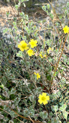 Lagophylla ramosissima, photograph (c) Michele Karmartsang, some rights reserved (CC BY)