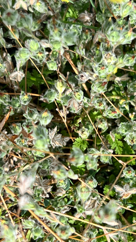 Lagophylla ramosissima, photograph 3