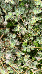 Lagophylla ramosissima, photograph (c) Michele Karmartsang, some rights reserved (CC BY)